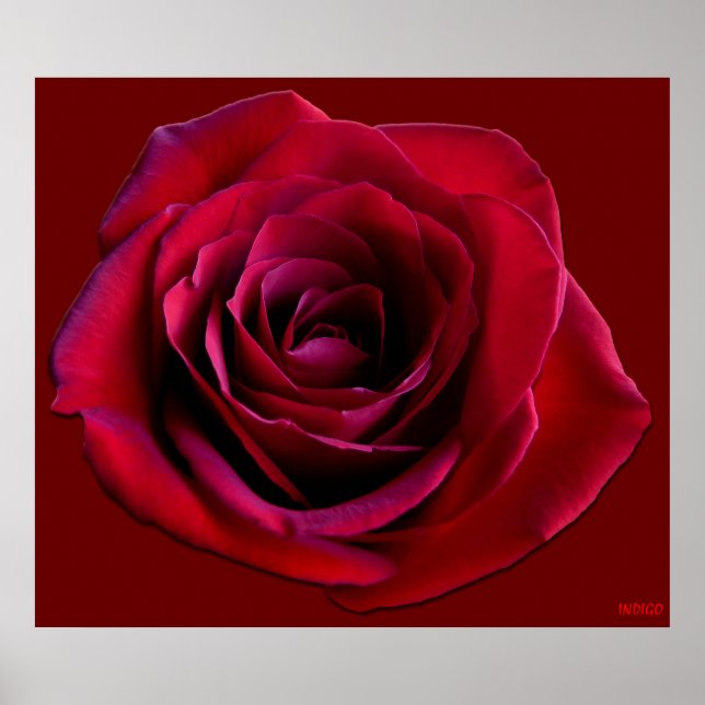 Rote Rose Poster Print Beautiful Blume Printing (Vorne)