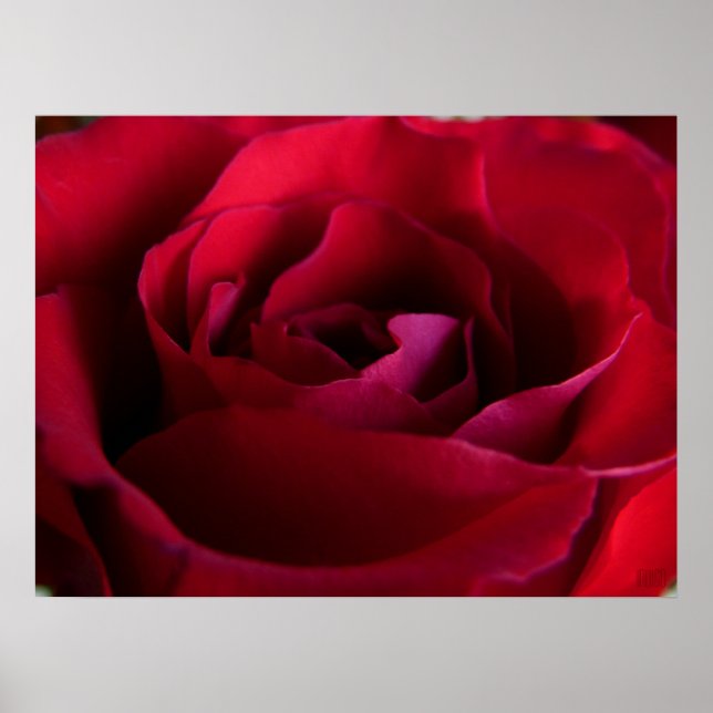 Rote Rose Poster Print Beautiful Blume Printing (Vorne)