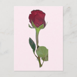 Rote Rose Postkarte