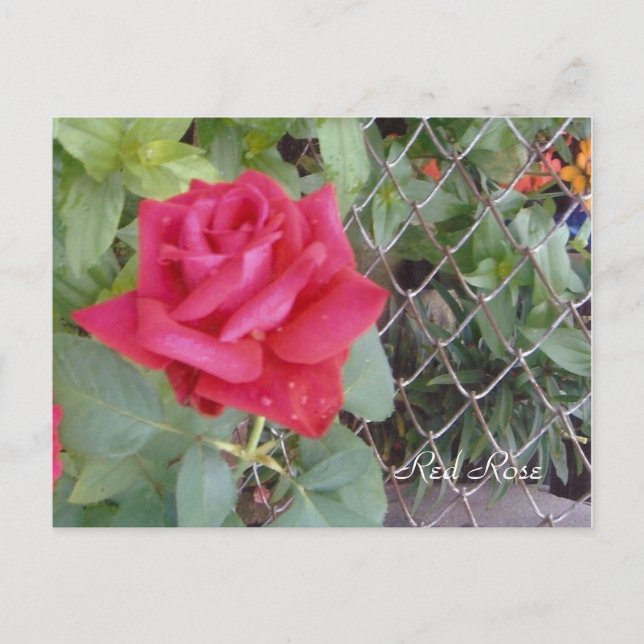 Rote Rose Postkarte (Vorderseite)