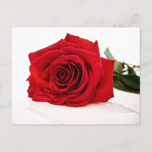 Rote Rose Postkarte (Vorderseite)