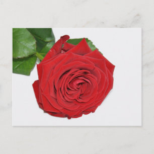 rote Rose Postkarte