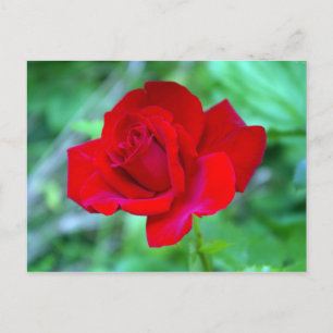 Rote Rose Postkarte