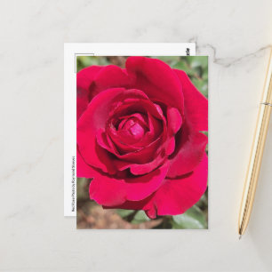 Rote Rose Postkarte