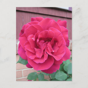 Rote Rose Postkarte