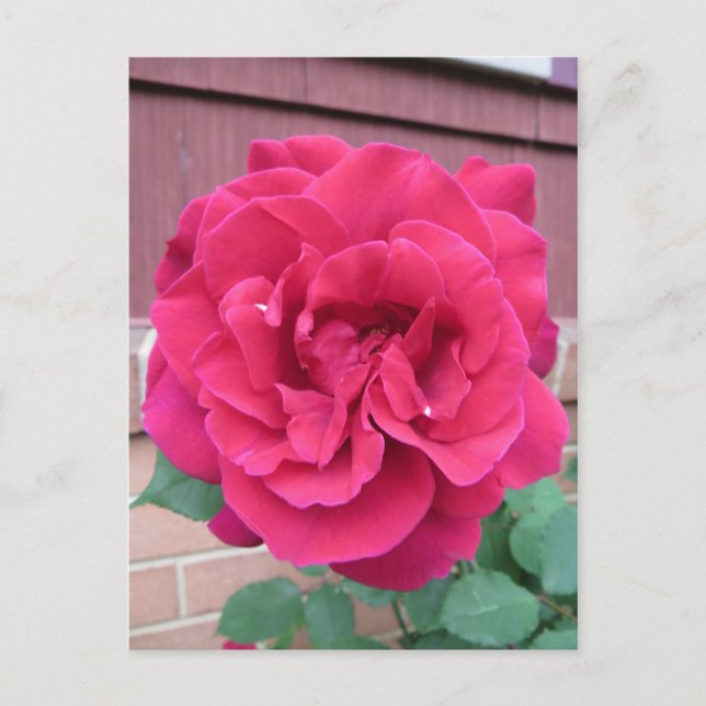 Rote Rose Postkarte (Vorderseite)