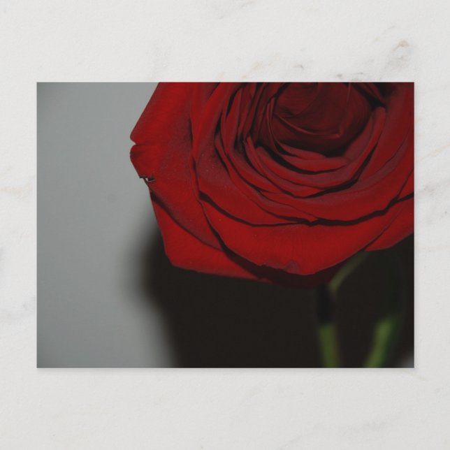 Rote Rose Postkarte (Vorderseite)