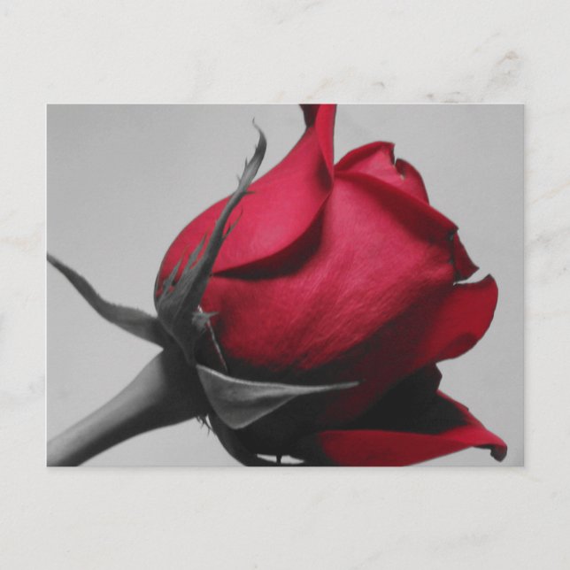 Rote Rose Postkarte (Vorderseite)