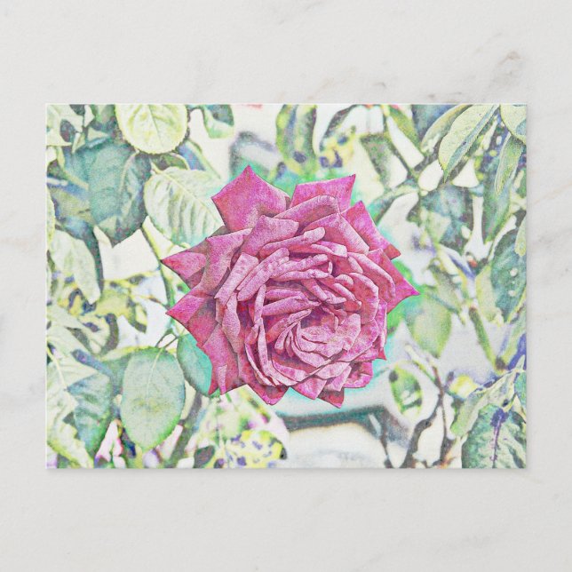 Rote Rose Postkarte (Vorderseite)