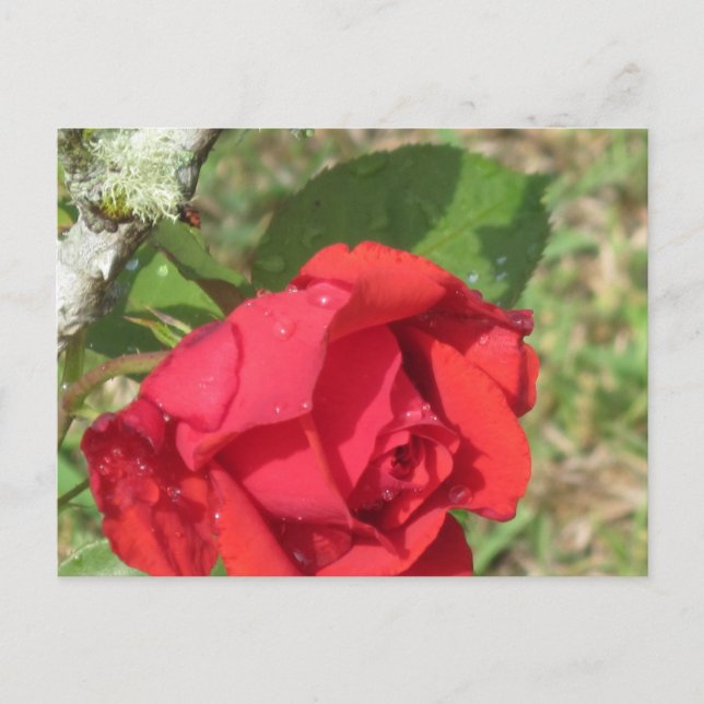 rote Rose Postkarte (Vorderseite)