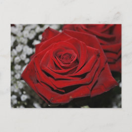 Rote Rose - Postkarte