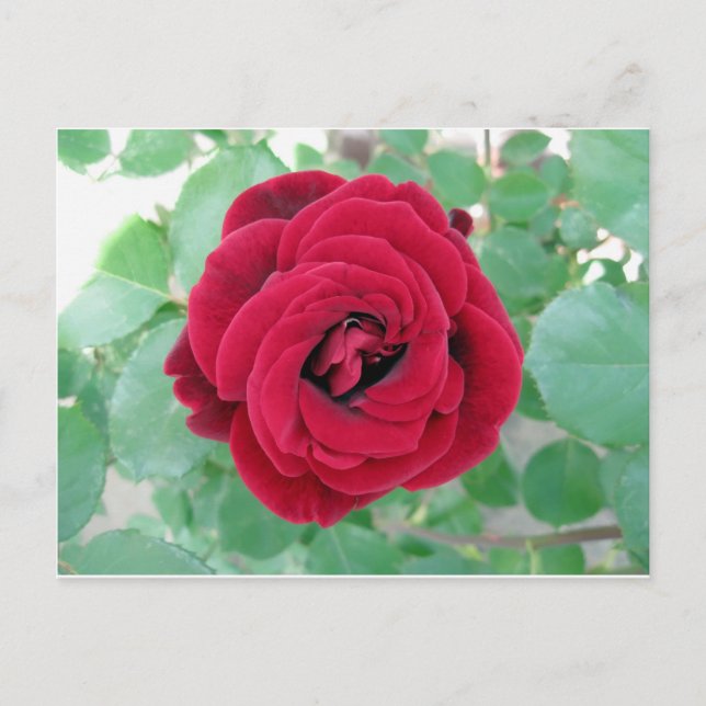 rote Rose Postkarte (Vorderseite)