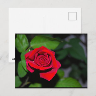 Rote Rose Postkarte