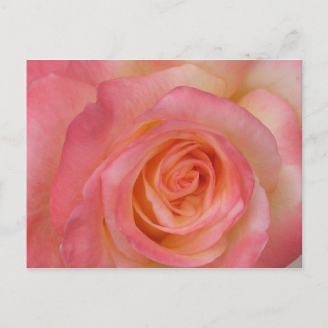 Rote Rose Postkarte (Vorderseite)