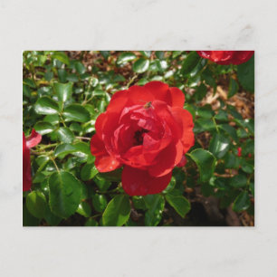 rote Rose Postkarte