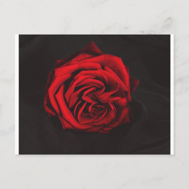 rote Rose Postkarte (Vorderseite)