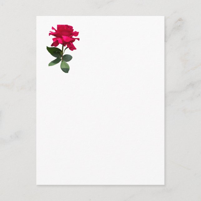 Rote Rose Postkarte (Vorderseite)