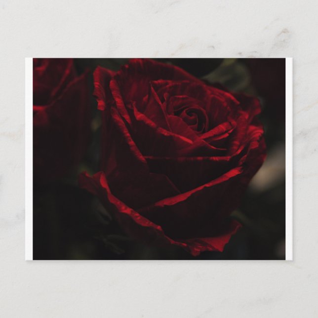 rote Rose Postkarte (Vorderseite)