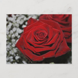Rote Rose - Postkarte