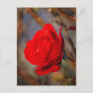 Rote Rose Postkarte