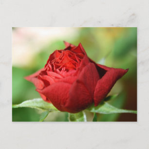 Rote Rose Postkarte