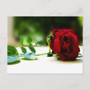 Rote Rose Postkarten