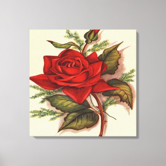Rote Rose Premium Wrapped Canvas (Glanz) Leinwanddruck (Vorderseite)