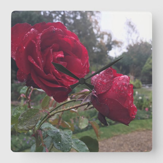 Rote Rose Quadratische Wanduhr (Vorderseite)