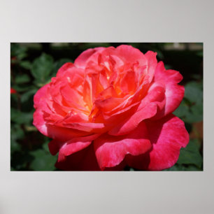 Rote Rose Rosa Blume Garten Florenz Kunstdrucken Poster