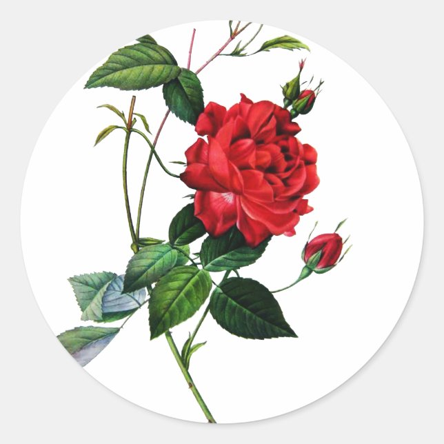 Rote Rose, Rosa inermis, P.J.Redoute Runder Aufkleber (Vorderseite)