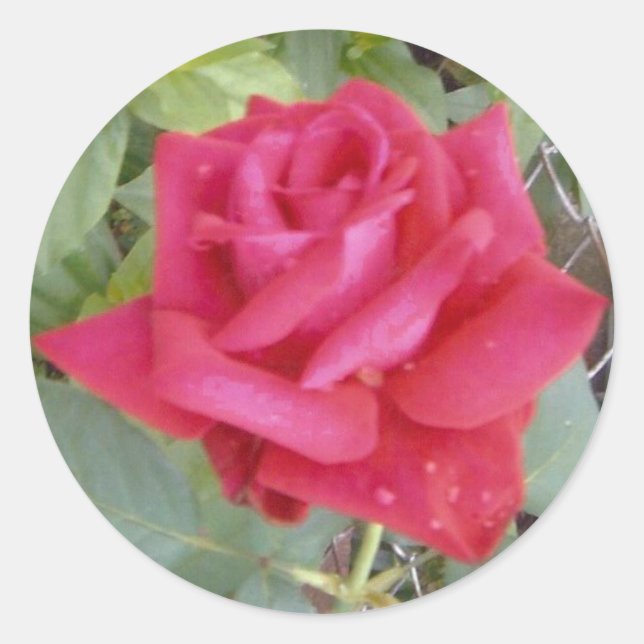 Rote Rose Runder Aufkleber (Vorderseite)