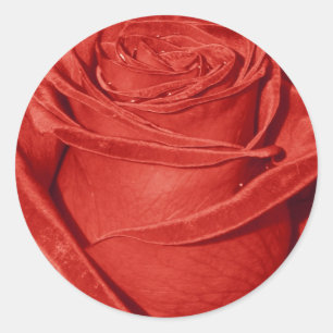 Rote Rose Runder Aufkleber