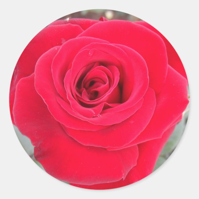 Rote Rose Runder Aufkleber (Vorderseite)