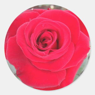 Rote Rose Runder Aufkleber