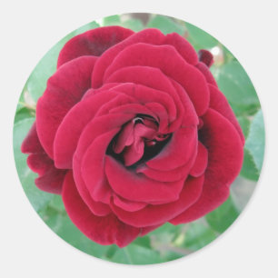 rote Rose Runder Aufkleber