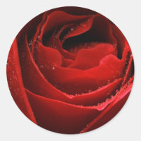 Rote Rose