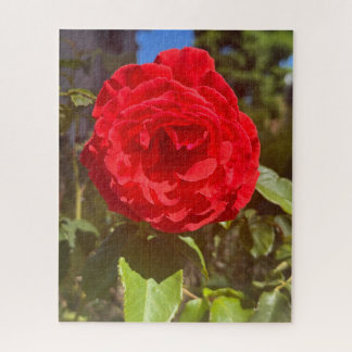 Rote Rose, San Mateo Puzzle