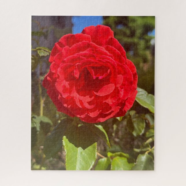 Rote Rose, San Mateo Puzzle (Vertikal)
