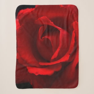 Rote Rose sbcna Sherpadecke
