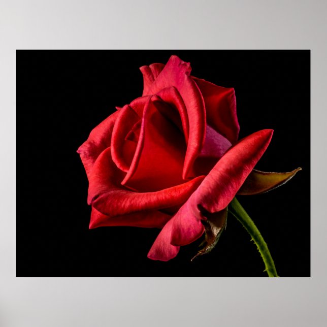 Rote Rose schwarzer Hintergrund Poster (Vorne)