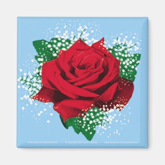 ROTE ROSE Sq Magnet (Vorne)