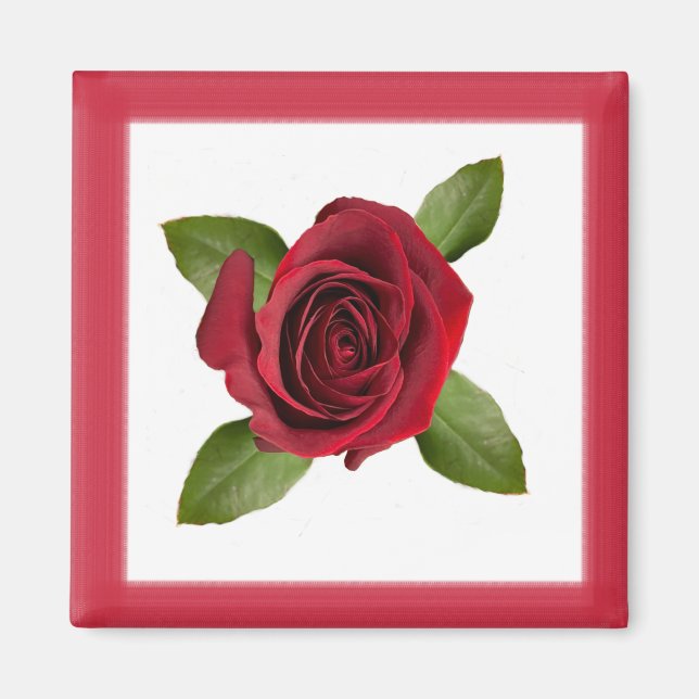 Rote Rose Square Magnet (Vorne)