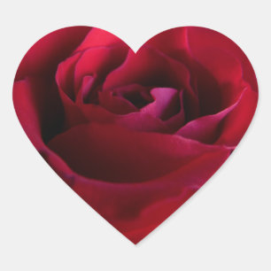 Rote Rose Stickers Romantische Rose gibt Keepake