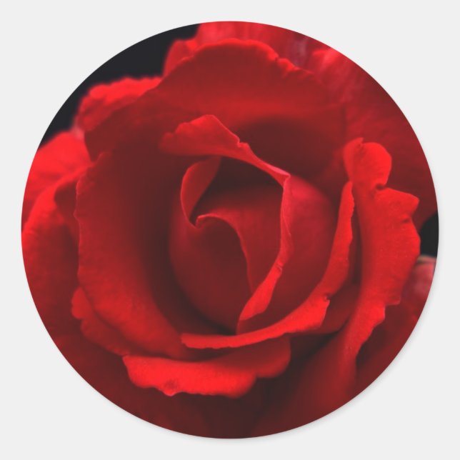 Rote Rose stkcnm Runder Aufkleber (Vorderseite)