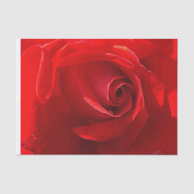 Rote Rose Tissue Paper Seidenpapier (Vorderseite)