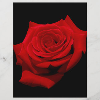 Rote Rose über den schwarzen Hintergrund