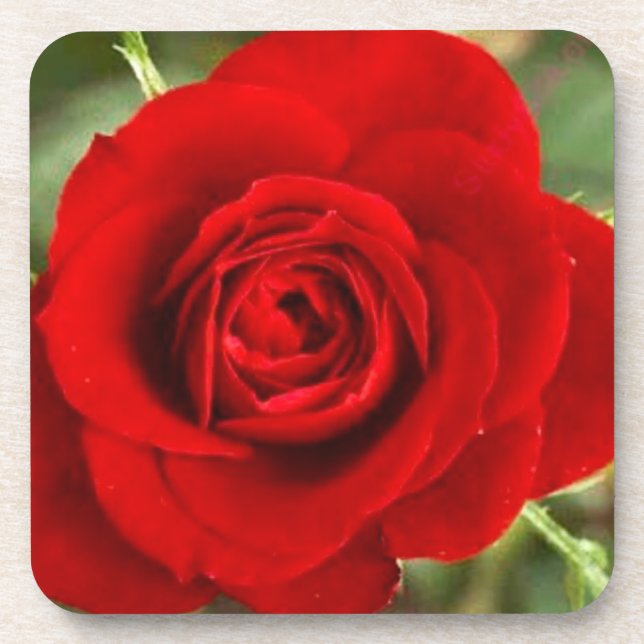 Rote Rose Untersetzer Set (Vorderseite)