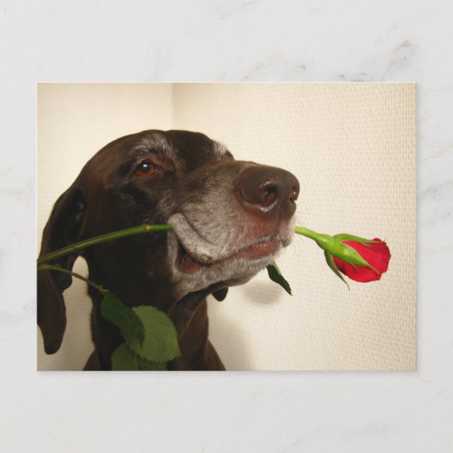 rote Rose Valentin Feiertagspostkarte (Vorderseite)