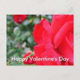 Rote Rose, Valentinstag Feiertagspostkarte