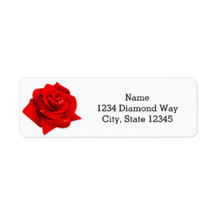 Rote Rose Weiße Elegante Chic